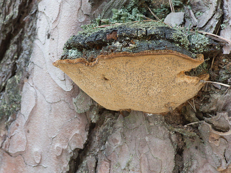 Phellinus pini